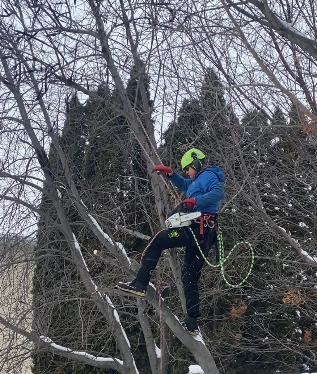 Jamie balancing delicately between some fine branches, doing detail trim work in the winter time