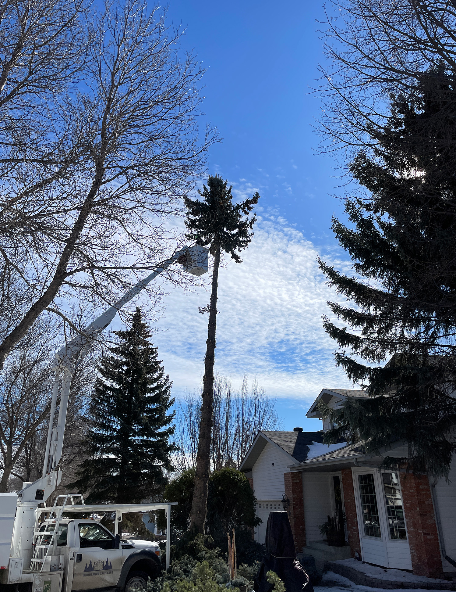 Really tall tree getting cut from a bucket in a busy neighborhood
