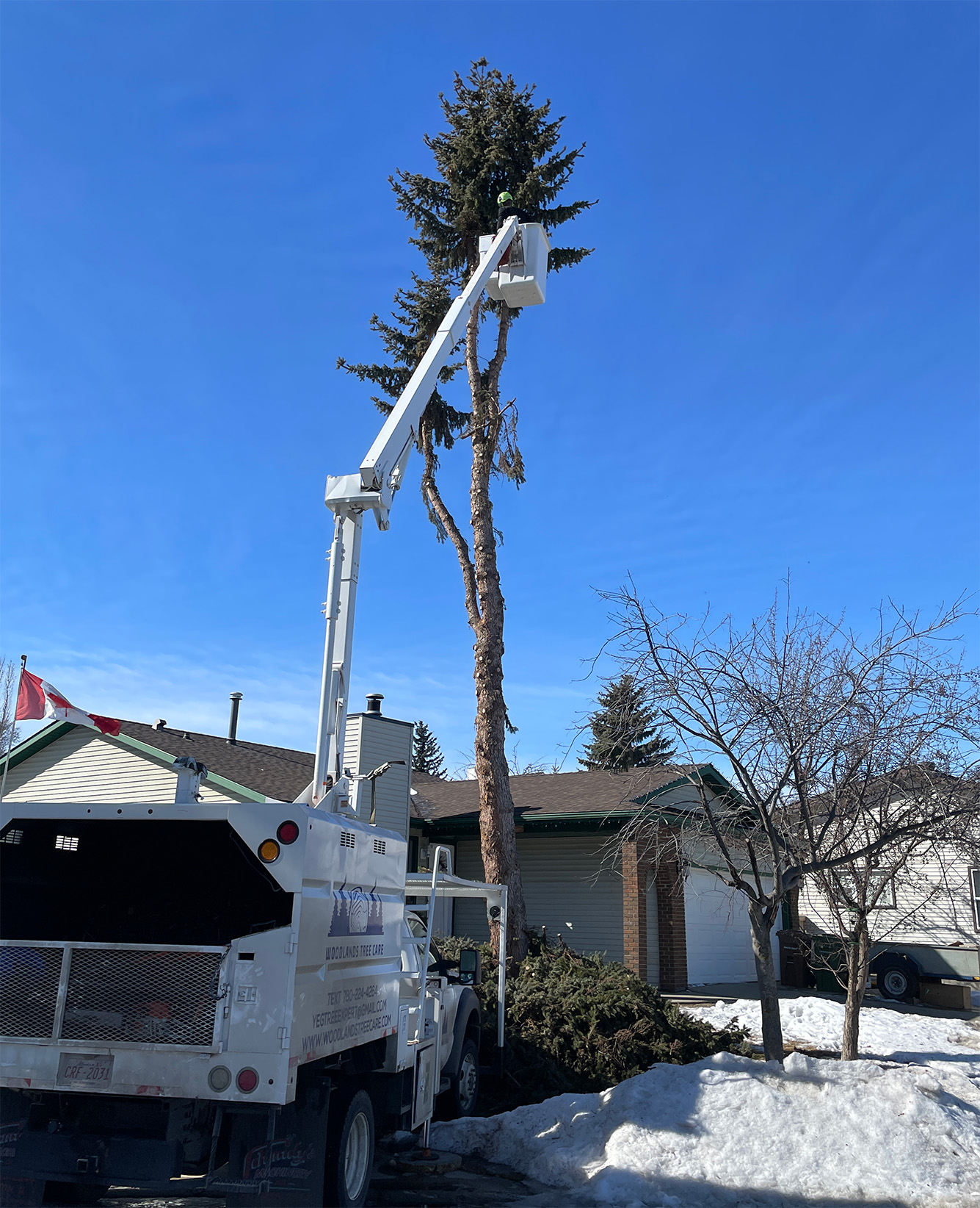 Jamie in a cherry picker bucket cutting an evergreen