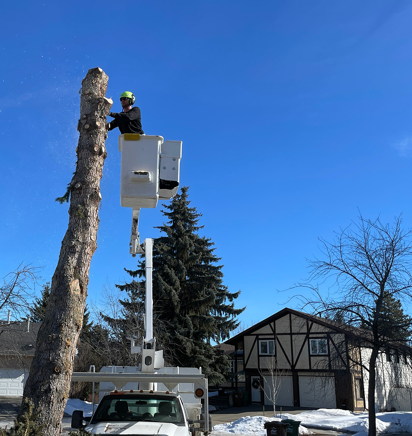 Jamie in a bucket attempting to trim an evergreen from way up high